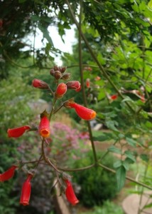 Chilean Glory Vine ws