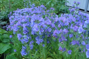 Echium Viper's Bugloss ws