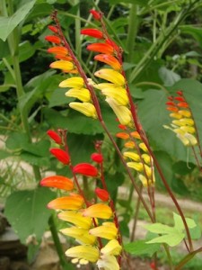 Firecracker Vine, Mina Lobata ws