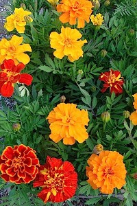 Marigold Safari Mix