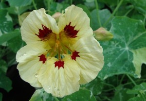 Nasturtium Cream Troika ws