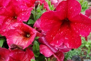 Petunia EW Velour Berry ws