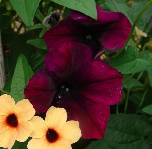 Petunia EW Velour Burgundy ws