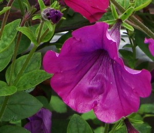 Petunia Tidal Wave Purple ws