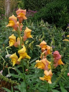 Snapdragon Orange Wonder ws