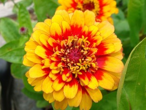 Zinnia Macarenia ws