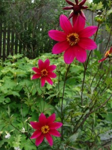 Dahlia cocinea Mix ws