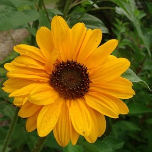 Sunflower Soroya ws