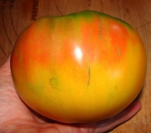 Tomato Striped German ws