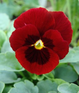 Viola Sorbet Red Blotch ws